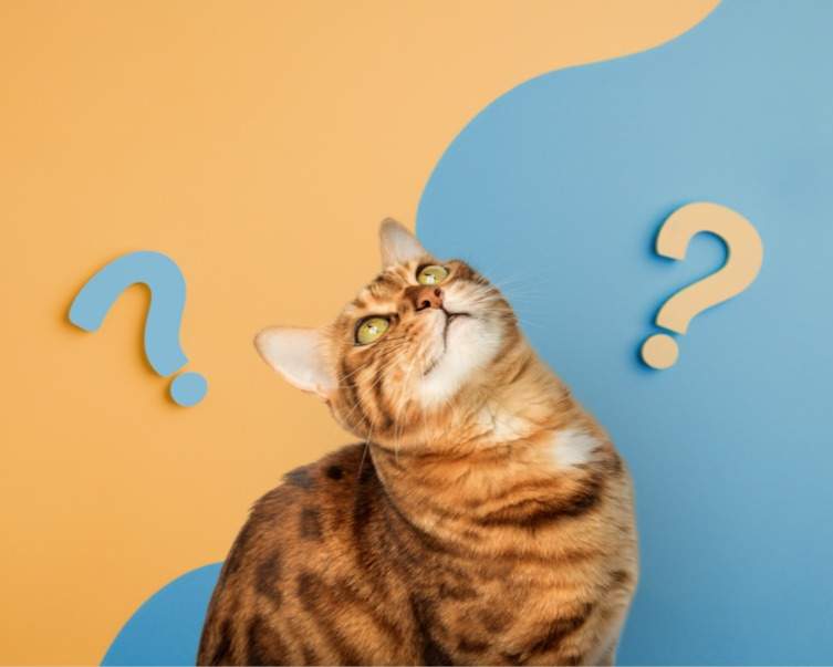 We are here to answer your questions