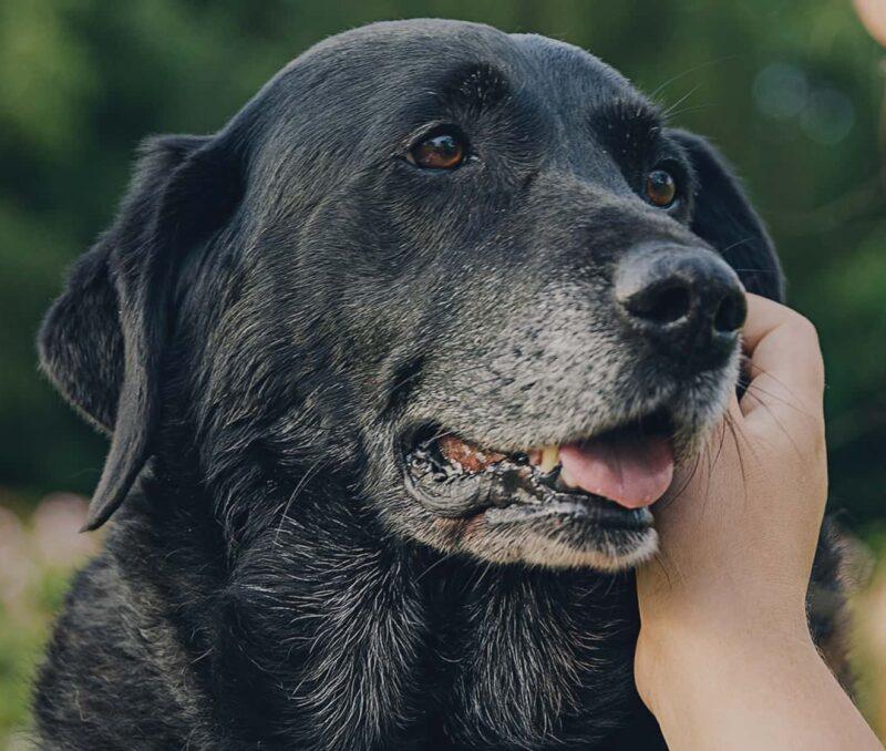 End-of-Life Pet Care